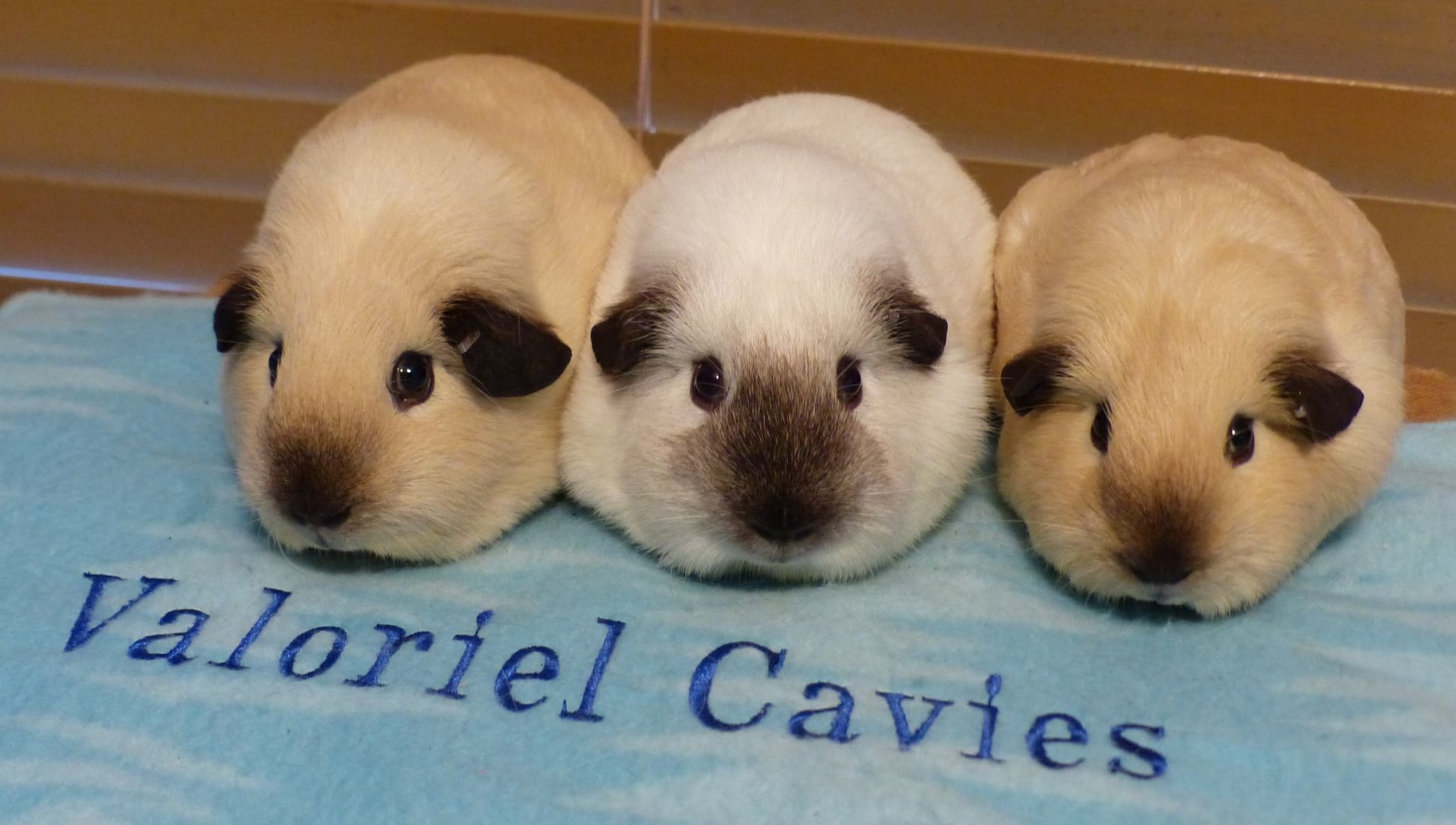 Ontario Cavy Club